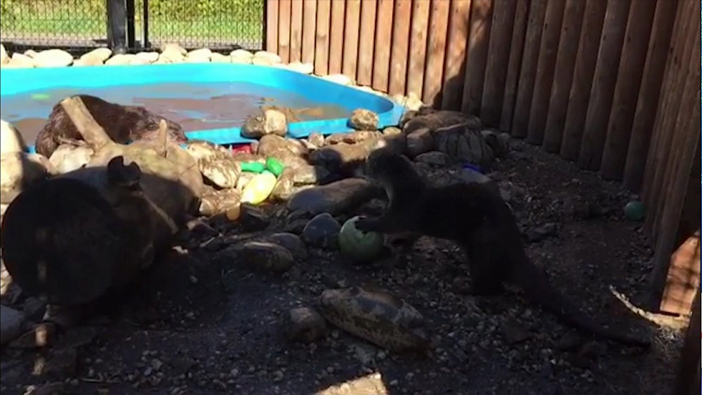 Выдры Ваня и Маня подружились