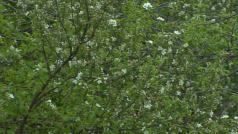 В Ленинском районе благоустроят два парка