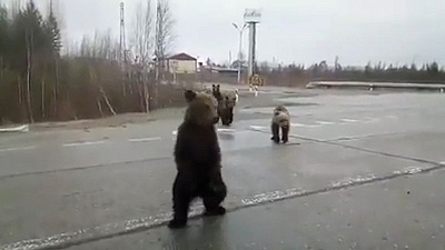 Автомобилисты прикормили медвежью семью на трассе