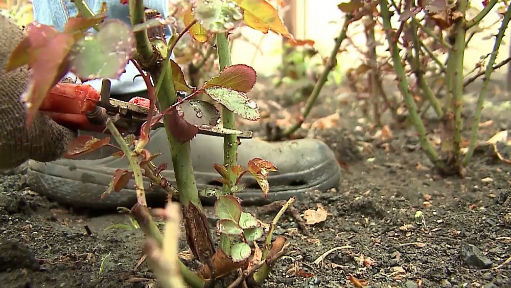 Эксперт нашей передачи поделился советом как и чем обрабатывать розы после начала садовых работ