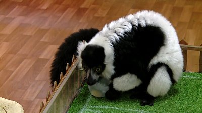 Уральский лемур предсказал исход матча между Россией и Саудовской Аравией. И ошибся 