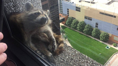 Пользователей интернета покорил енот, взобравшийся по стене на крышу небоскреба