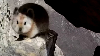 Уникального «волшебного кролика» запечатлели в Китае