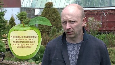 Алексей Агапов, ландшафтный дизайнер, рекомендует, как ухаживать за хвойными деревьями