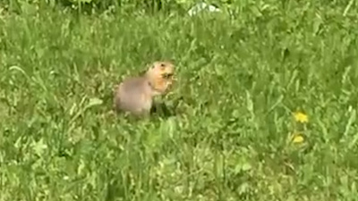 Преподаватель ЧелГУ запечатлел неуловимого челябинского суслика