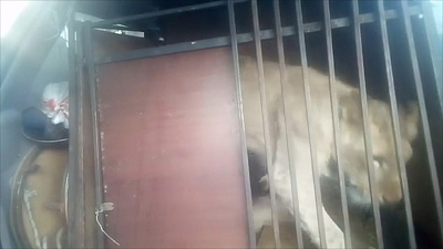 Питоны, собаки и львенок более 10 дней просидели запертыми в машине в Челябинске