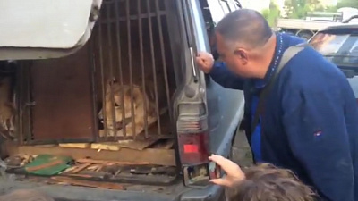 Спасать львицу в челябинский дворе приехали зоозащитники, полиция и министр экологии.
