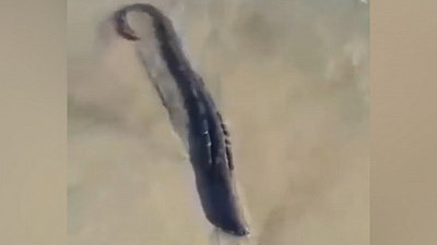 «Оно живое»: ужасное существо выбросило на пляж в Приморье 