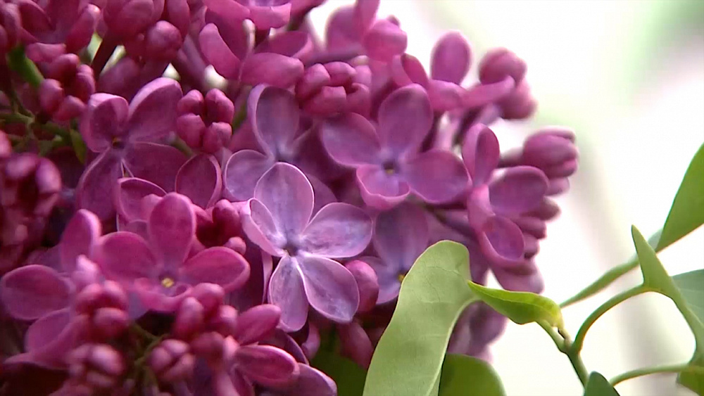 Светлана Черепанова рассказала о разных сортах сирени