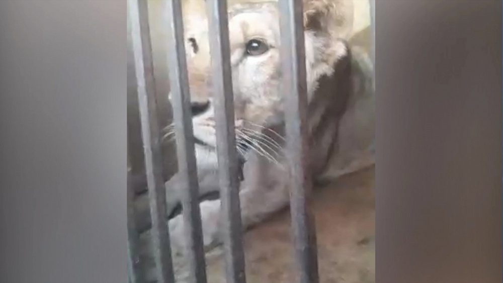 Львицу и питонов нашли запертыми в машине в Челябинске