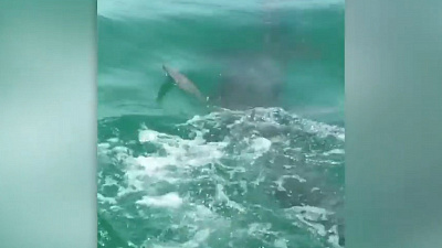 Жестокую схватку акулы-молота с атлантическим тарпоном снял на камеру очевидец 