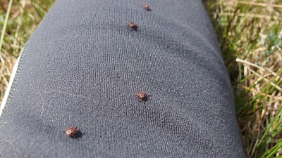 Пик активности клещей придется на конец июня — начало июля.