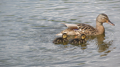 На Таганае «бэби-бум» 