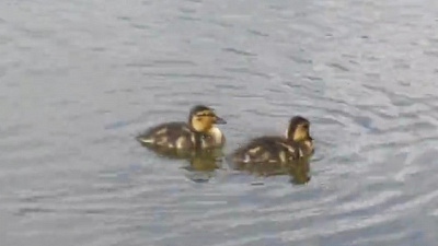 Пернатый «бэби-бум»: сразу несколько пар птиц обзавелись потомством на Таганае 