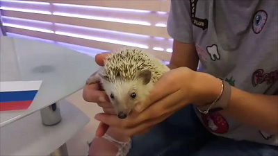 Челябинская ежиха спрогнозировала исход матча между сборными России и Уругвая