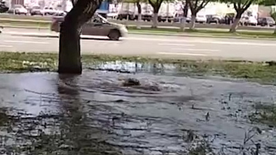 «Зато деревья будут сыты»: коммунальный фонтан забил из-под земли в Челябинске 