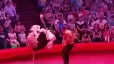 Видео нападения циркового страуса на зрителей набирает популярность в сети 