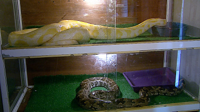 Карен Даллакян продолжает выхаживать двух пятиметровых питонов, найденных в автомобиле на ЧТЗ 