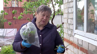 Надежда Черненко расскажет как получить собственный саженец розы из обрезок