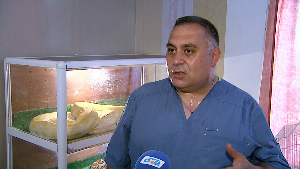 Найденных в машине питонов вернут хозяину