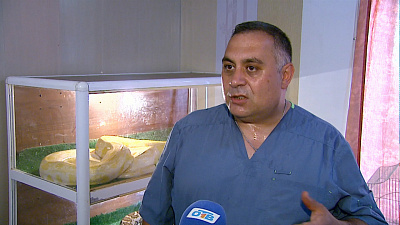 Найденных в машине питонов вернут хозяину