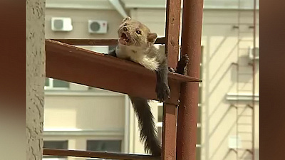 Спасение куницы, застрявшей на пожарной лестнице, попало на видео 