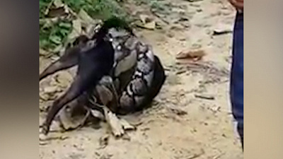 Тайцы спасли собаку от смертельного захвата питона 