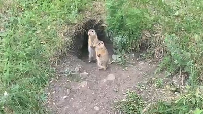 Дружный танец челябинских сусликов попал на видео 