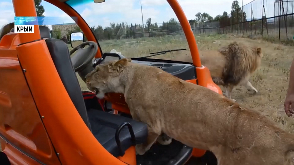 Львица Лола признается в любви туристам