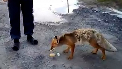 Бесстрашную лису сняли на видео южноуральцы 