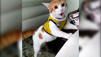 Кричащий «Гол!» кот-болельщик покорил интернет