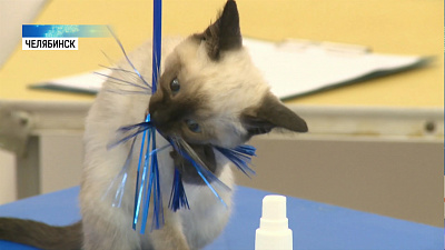 «Золотой кошкой» города назвали сиамскую