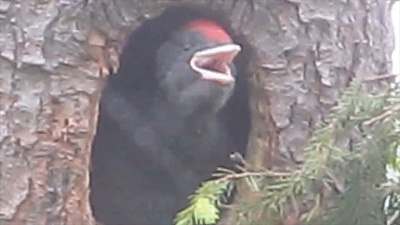 «Неправильного» дятла обнаружили на Таганае 