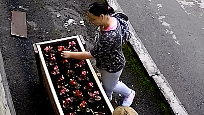 Женщины, ворующие цветы с клумбы, возмутили южноуральцев 