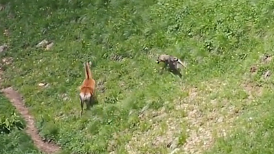 Погоня самки оленя за волком попала на видео 