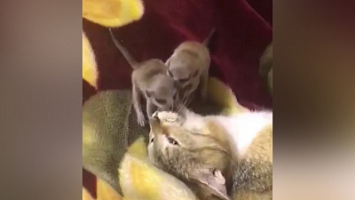 Двух сурикатов взяла на воспитание заботливая кошка 