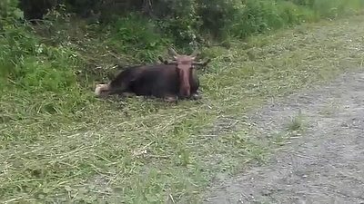 Сбитого лося обнаружили очевидцы в Челябинской области