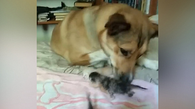 Роль мамы для слепых котят взяла собака из Озерска 