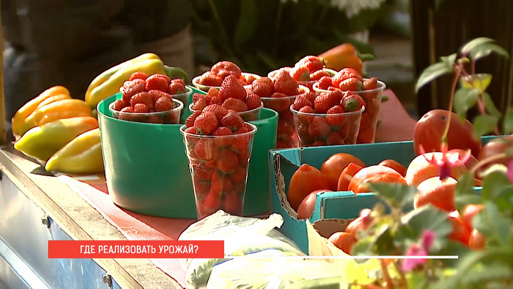 ГДЕ РЕАЛИЗОВАТЬ УРОЖАЙ