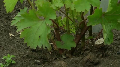 ВИНОГРАД НА ЮЖНОМ УРАЛЕ