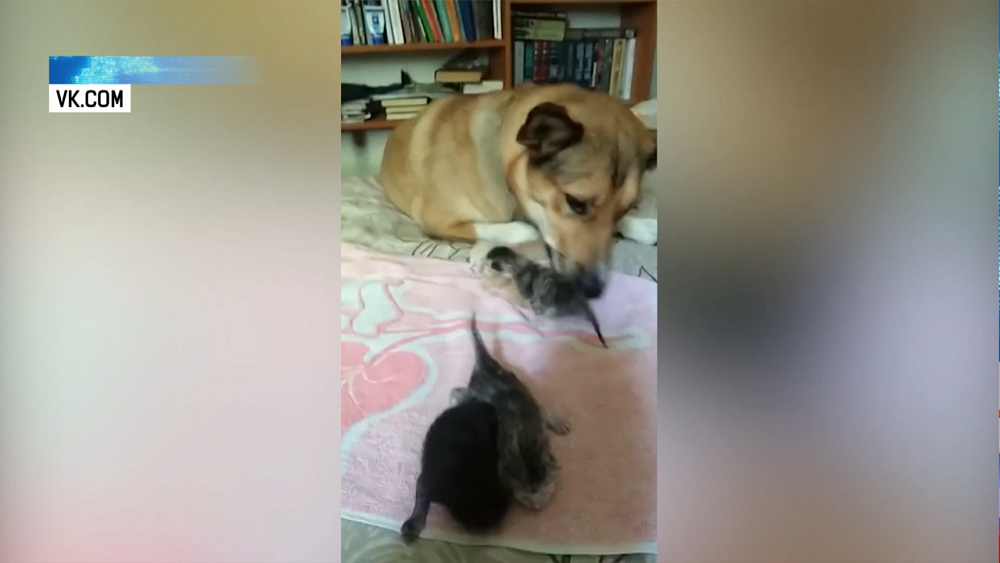 Собака стала матерью для слепых котят 