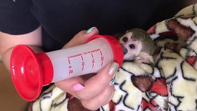 Маленького саймири воспитывают сотрудники Челябинского зоопарка