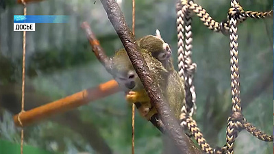 Новорожденного саймири бросила мама