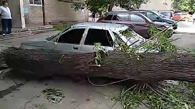 Дерево рухнуло на авто в челябинском дворе 