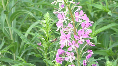 В Челябинской области началась пора заготовки иван-чая 