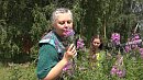 Травница из Аргаяшского района поделилась секретами ферментации иван-чая в разгар его цветения