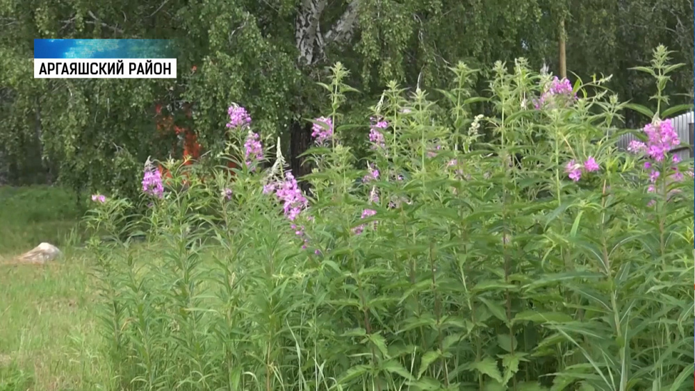 На Южном Урале начали сбор иван-чая