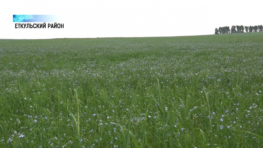 Аграрии Челябинской области влюбились в лен