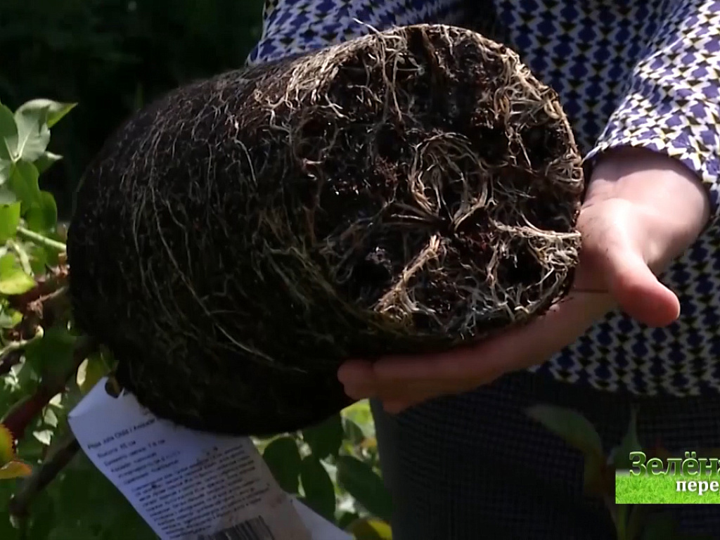 зеленая передача челябинск десяткин. зеленая передача челябинск. зеленая передача за 6. зеленая передача челябинск последний выпуск за 2021 г на отв. зеленая передача челябинск.