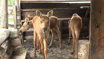 Сразу четверо лосят поселились в национальном парке «Зюраткуль»